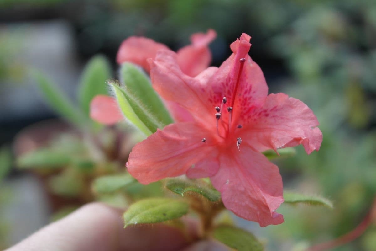 Rododendron Oldhamův
