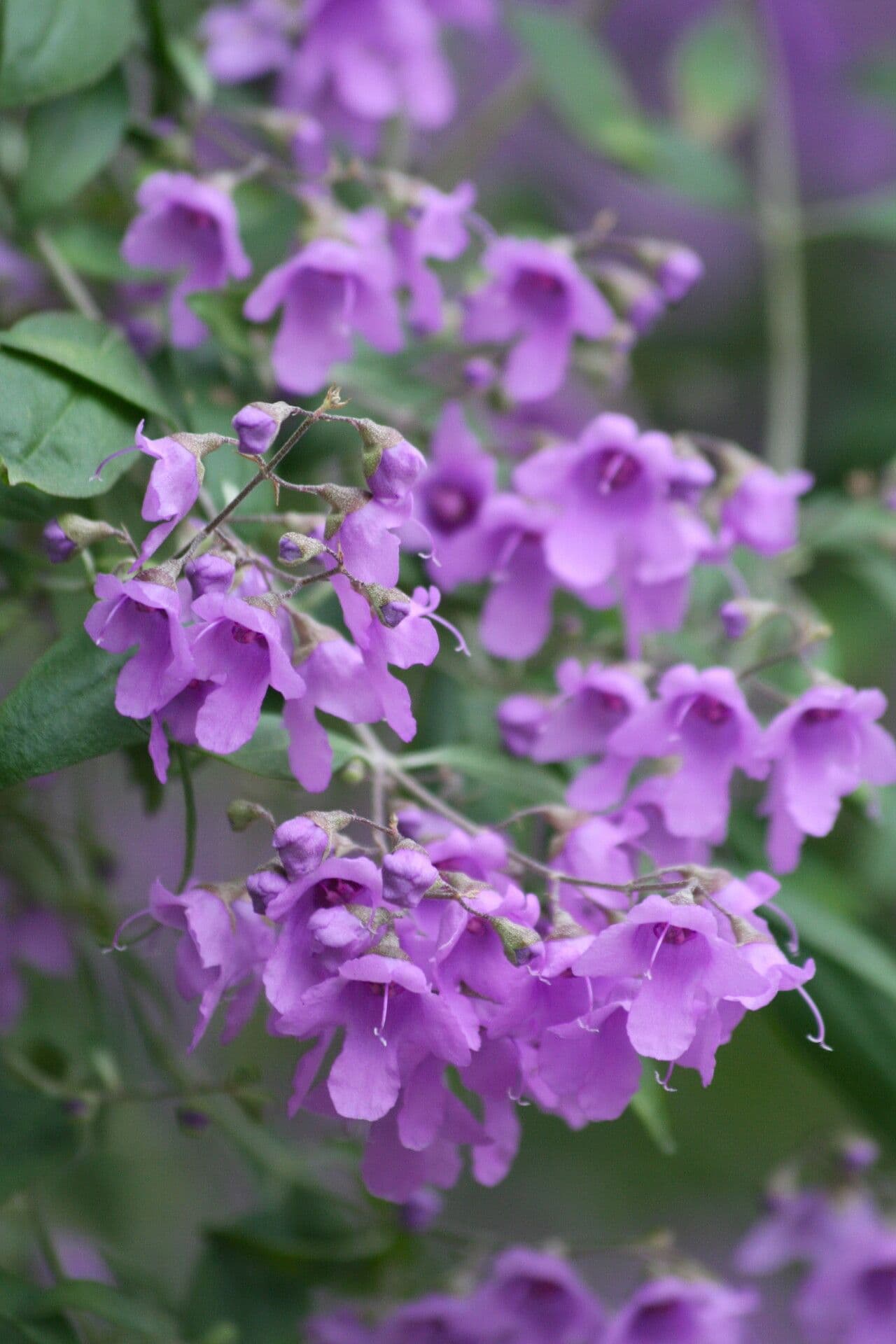 Prostanthera ovalifolia 2
