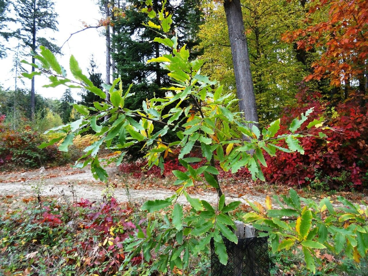 Quercia 7