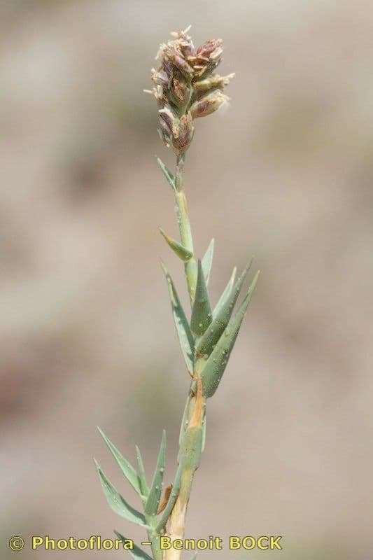 Aeluropus 22