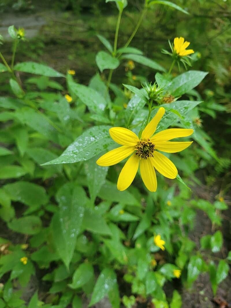 Girasole divaricato 5