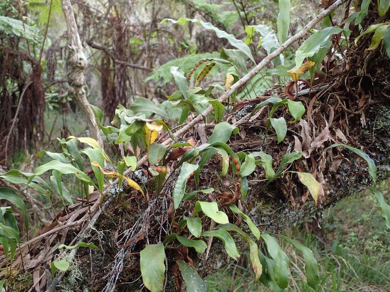 Pleopeltis macrocarpa 7