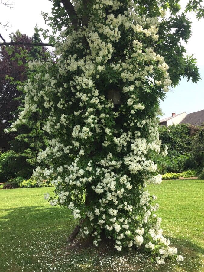 Rosa multiflora 13