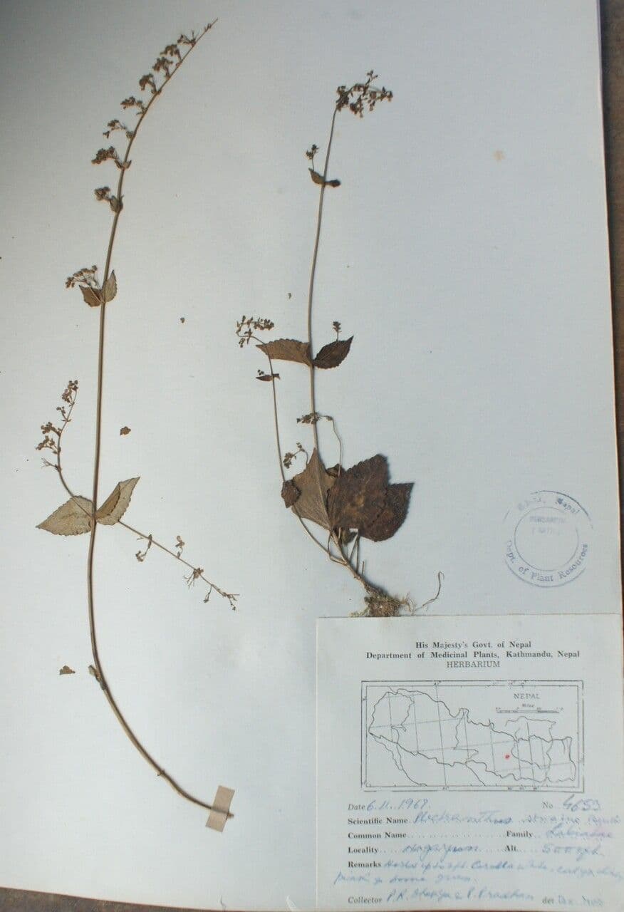 Isodon lophanthoides 7