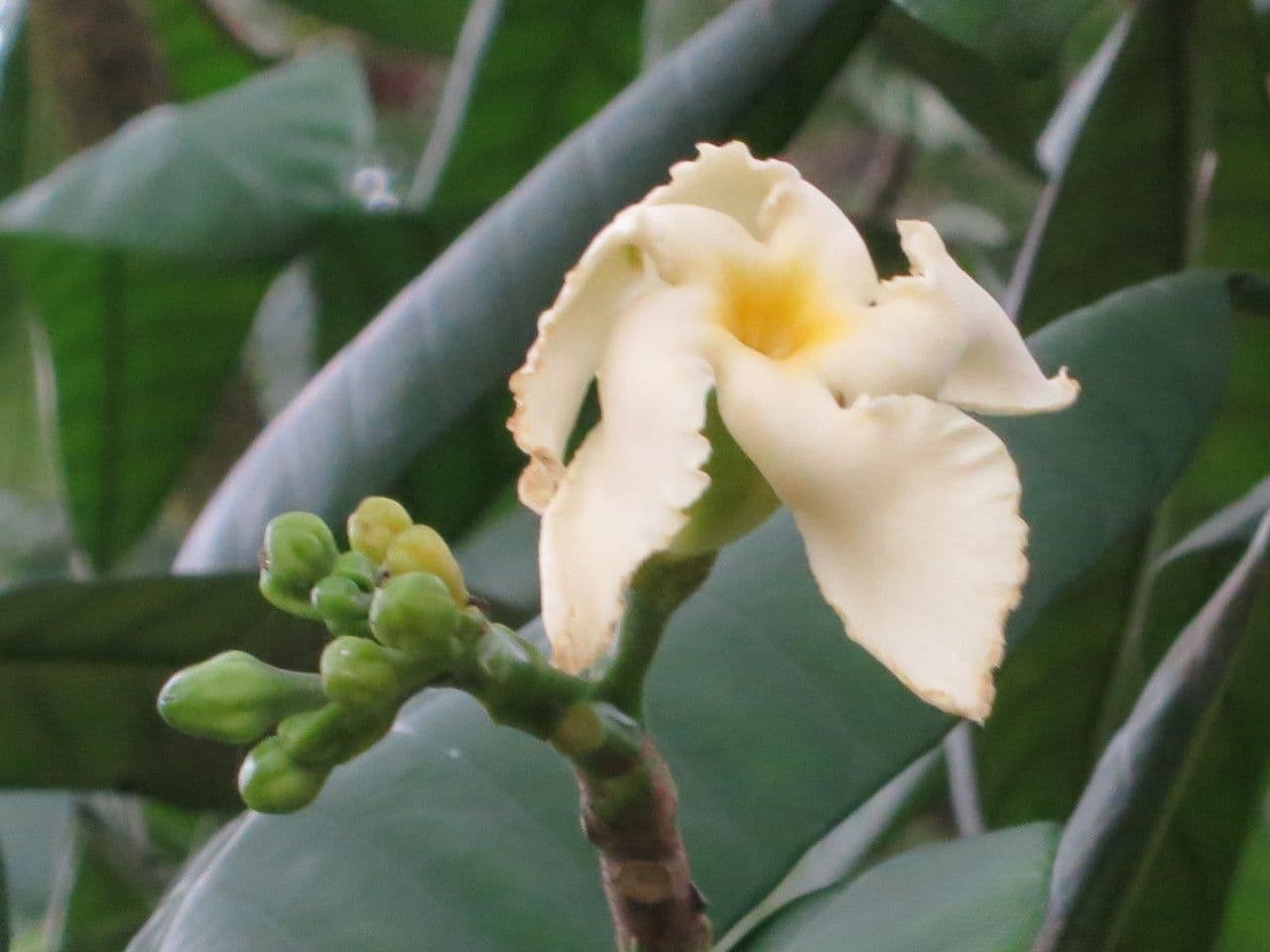 Tabernaemontana pachysiphon 2