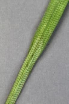 Östliche Waldsege 12