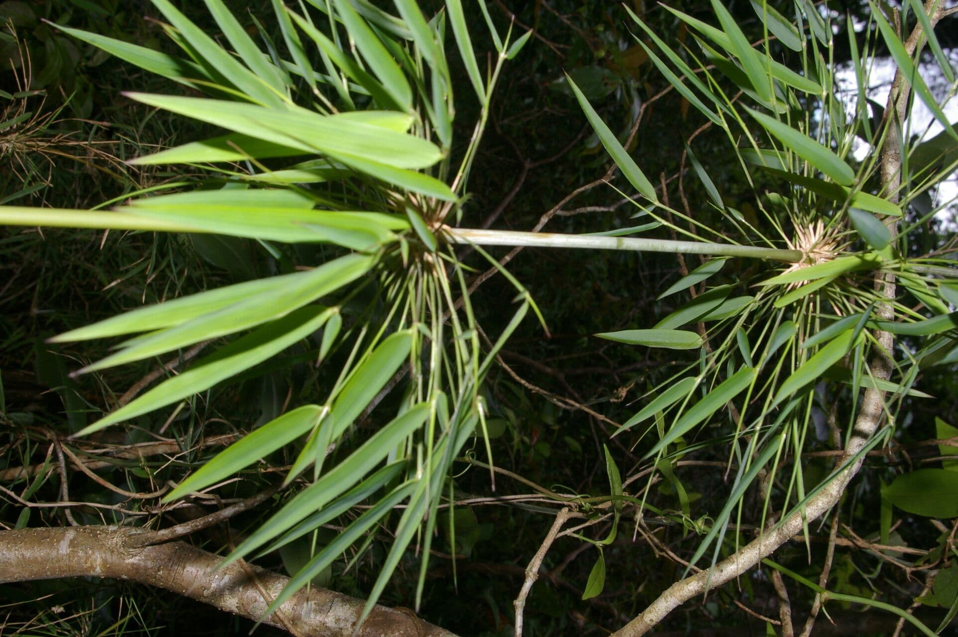 Rhipidocladum a grappolo 9