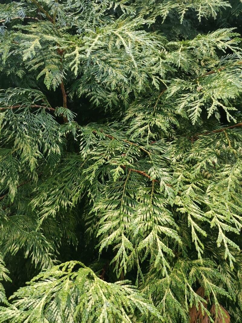 Thuja 11