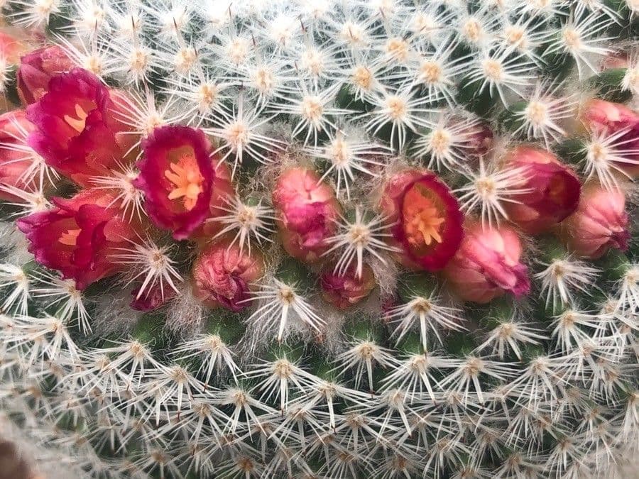 Mammillaria