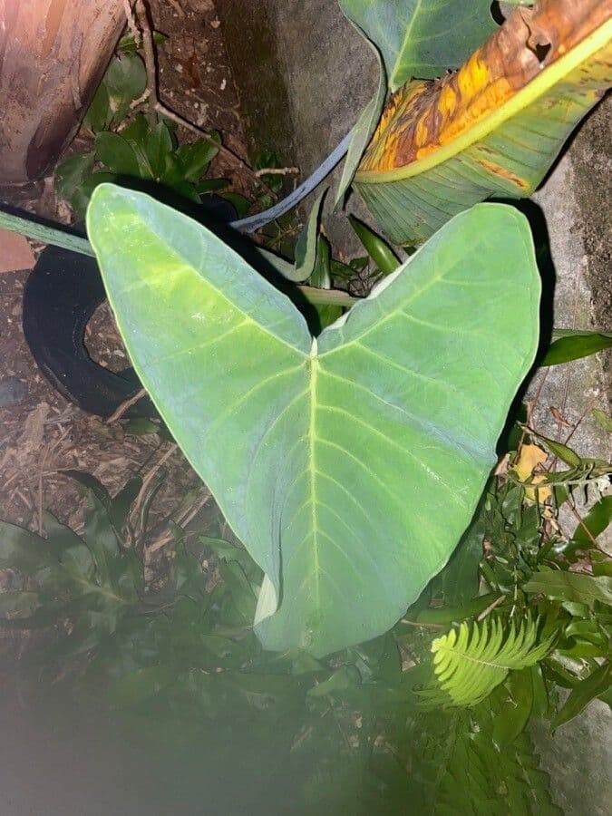 Taro 16