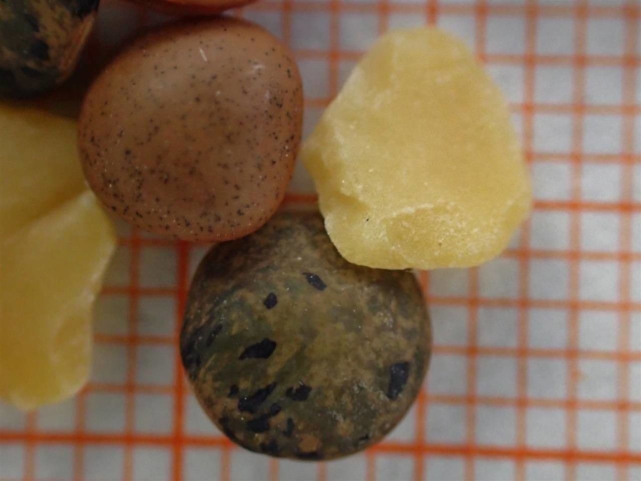 Soczewica jadalna 26