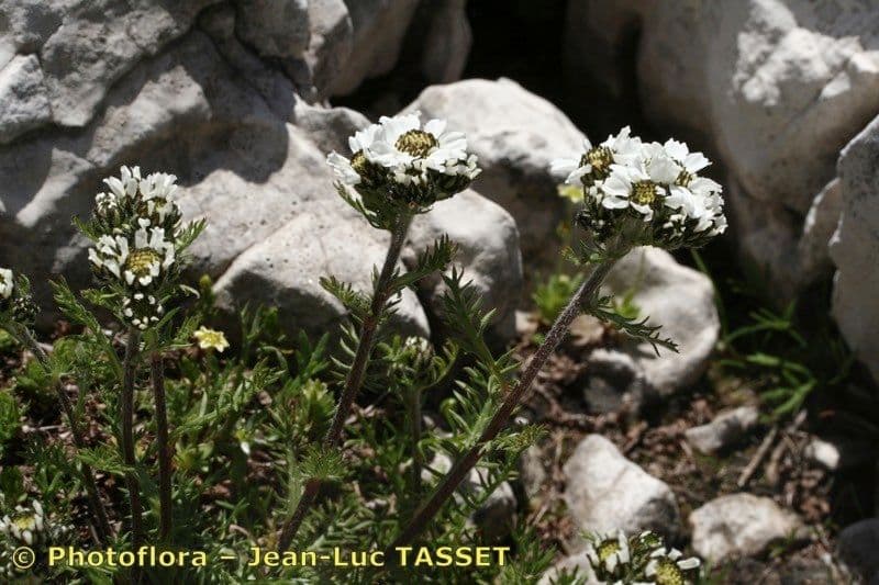 Achillea 6