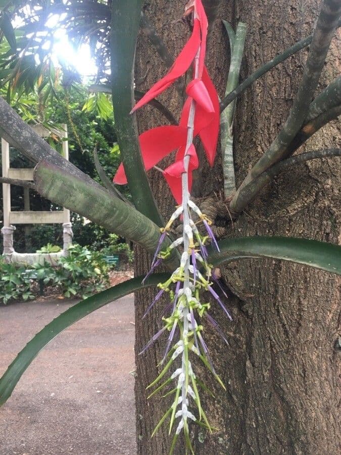 Billbergia 4