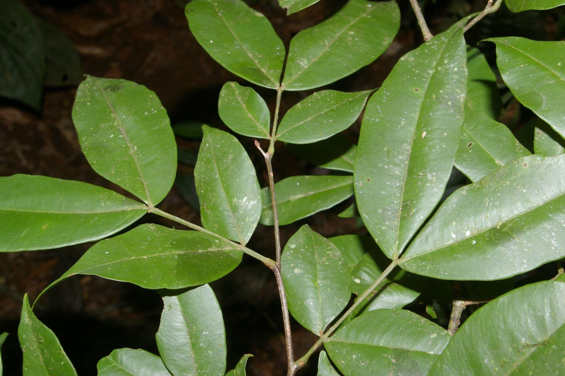 Macrolobium 2