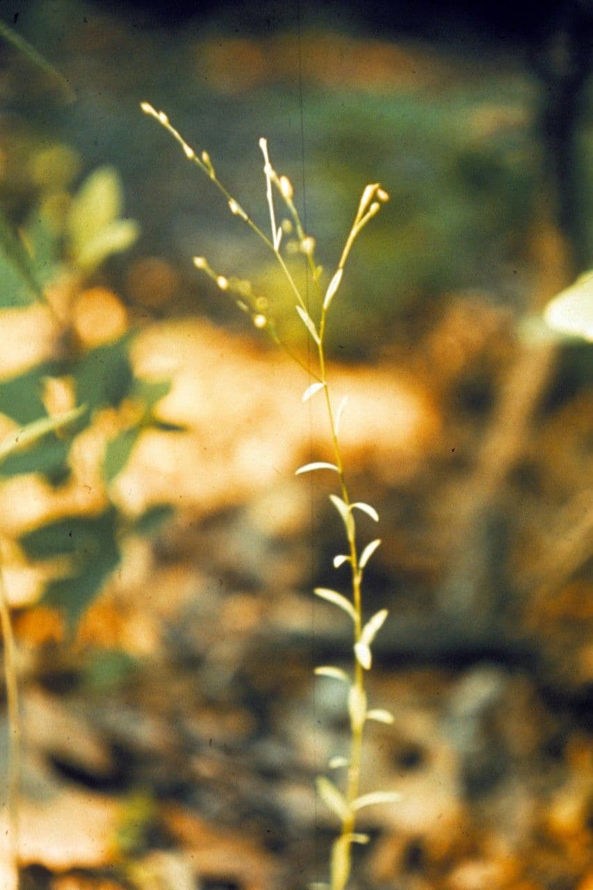 Mittlerer Lein 10