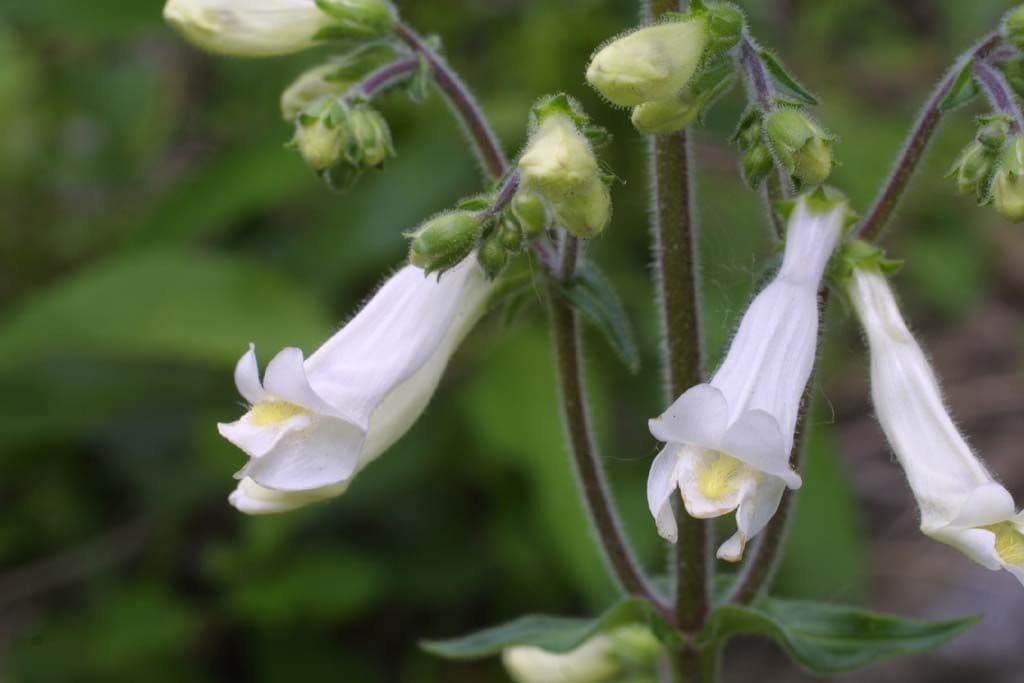 Penstemon 6