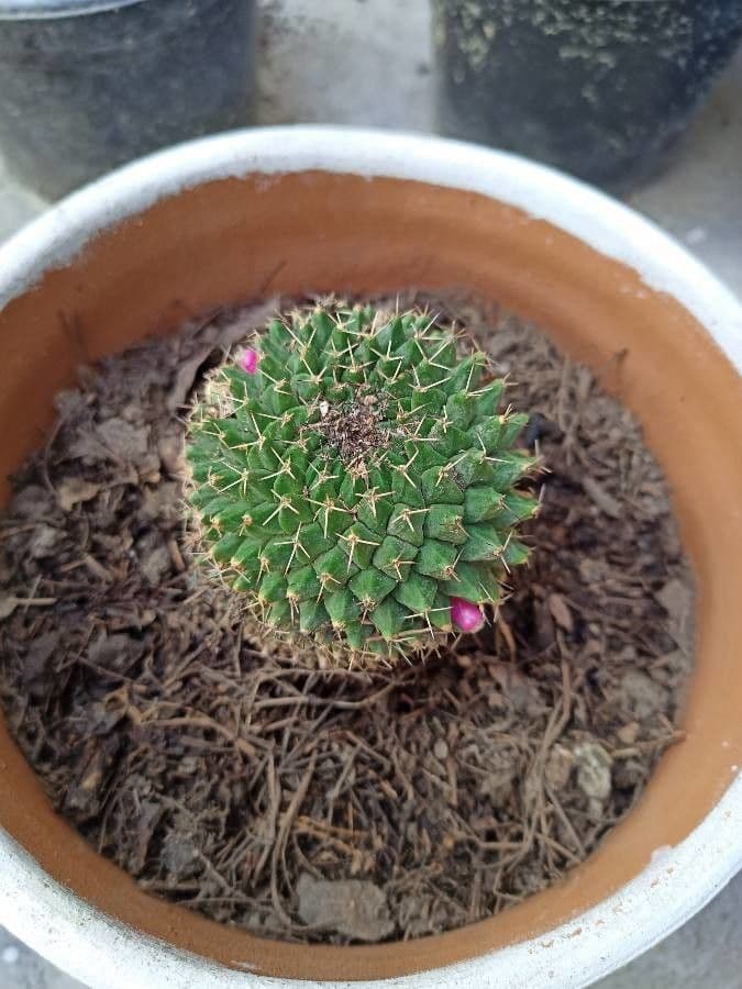 Mammillaria 2