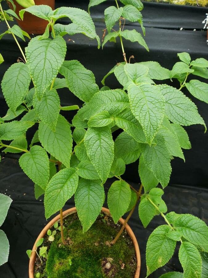 Sinningia aggregata 2