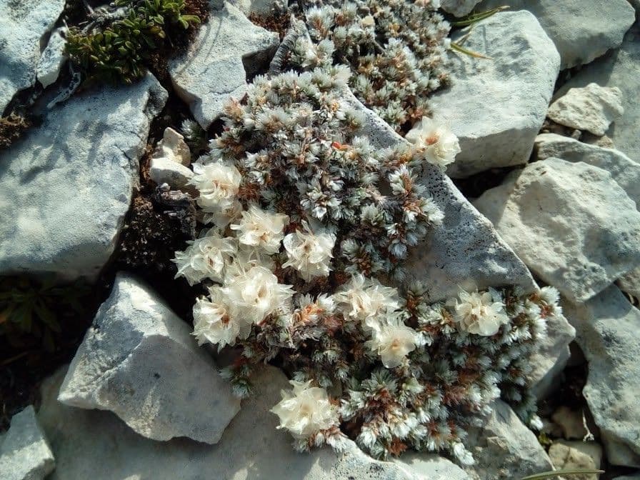 Paronychia kapelská 8