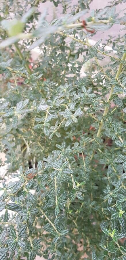 Ceanothus 13