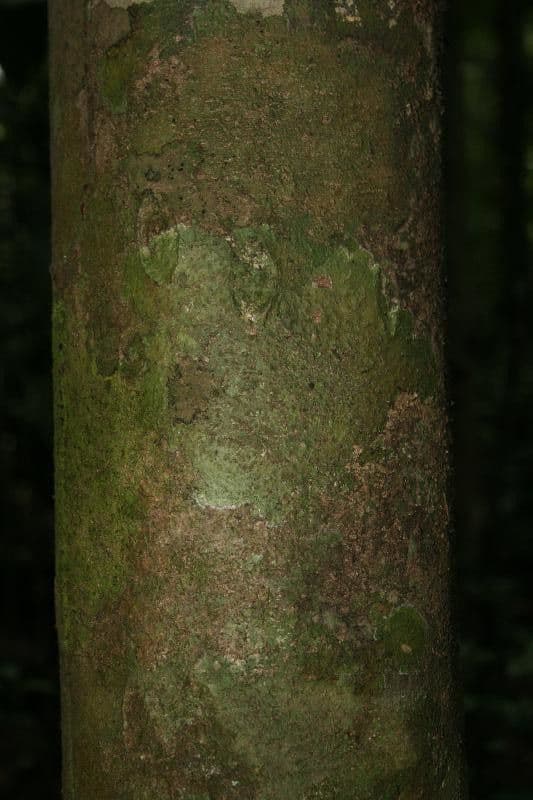 Protium decandrum 4