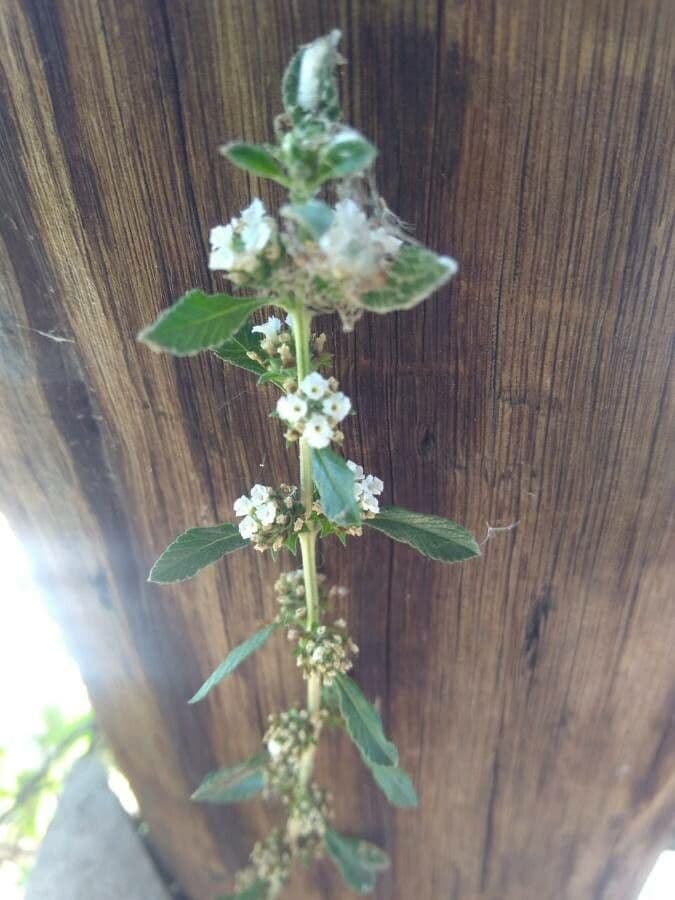 Fuchsienstrauch
