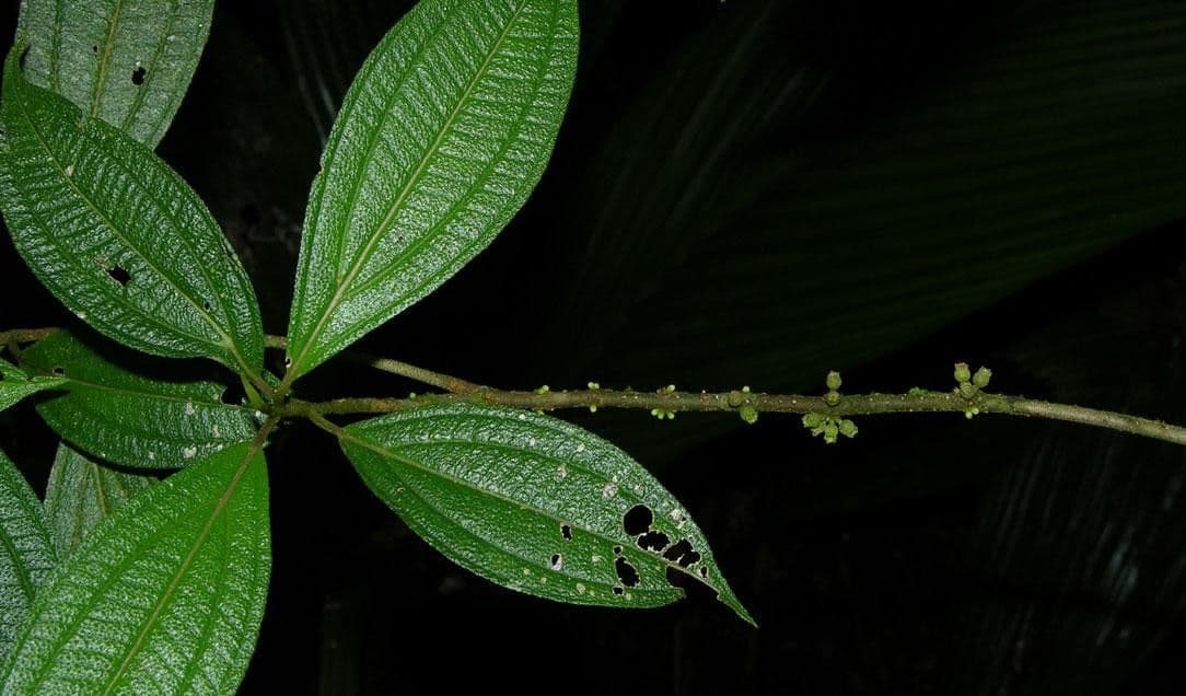 Henriettea tuberculosa 9