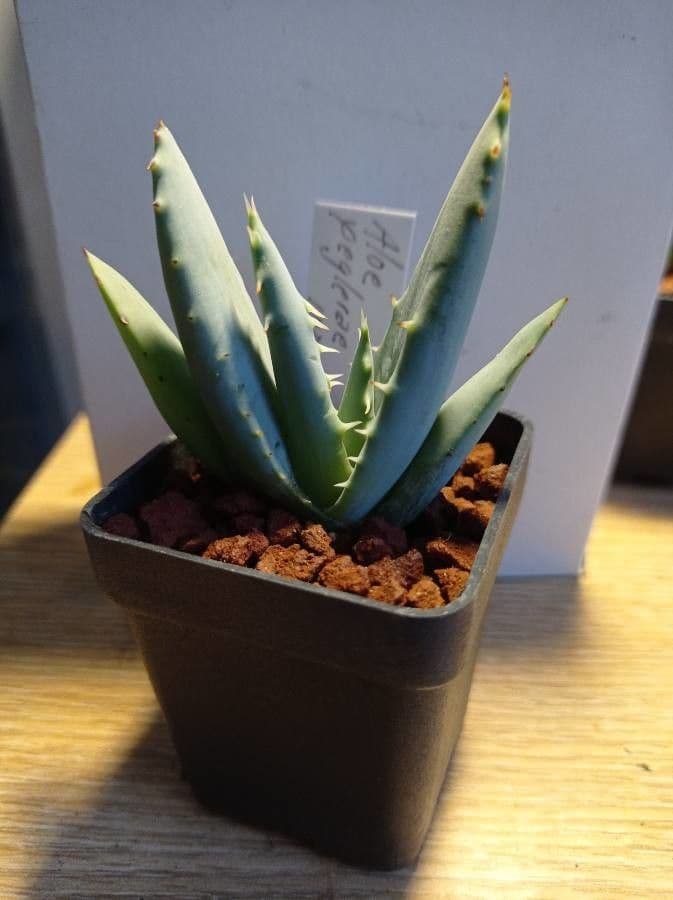 Aloe 4