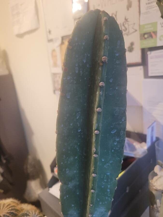 Cactus 27