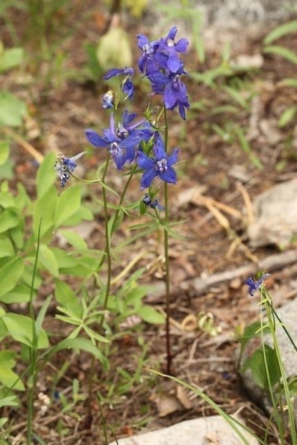 Speronella bicolore 3