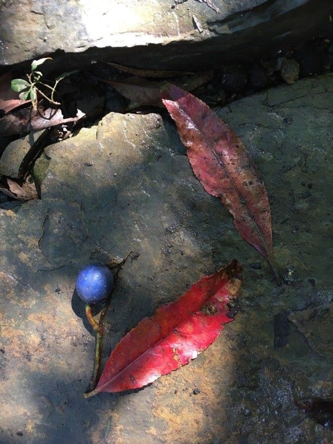 Elaeocarpus wąskolistny 3