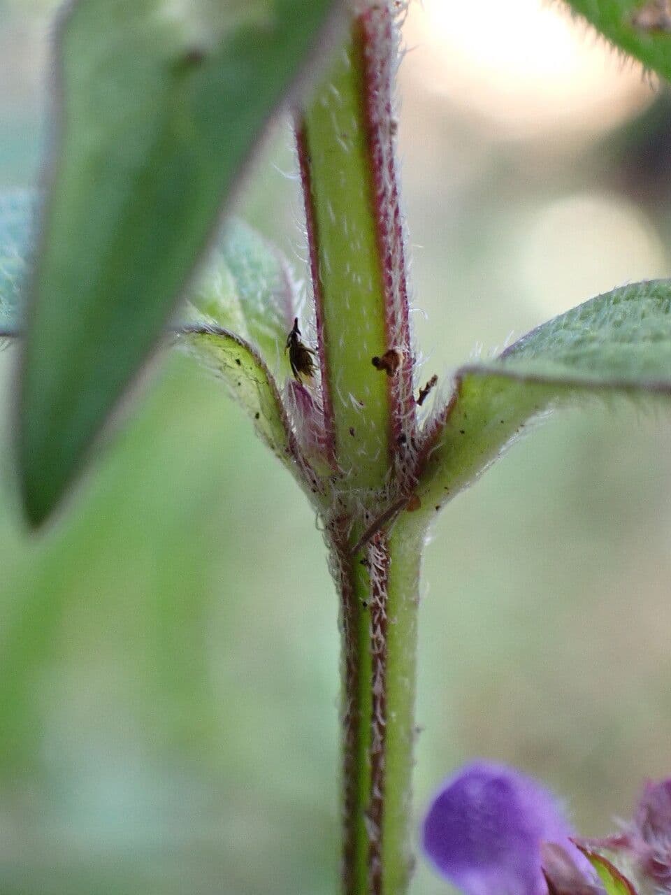 Prunella 21