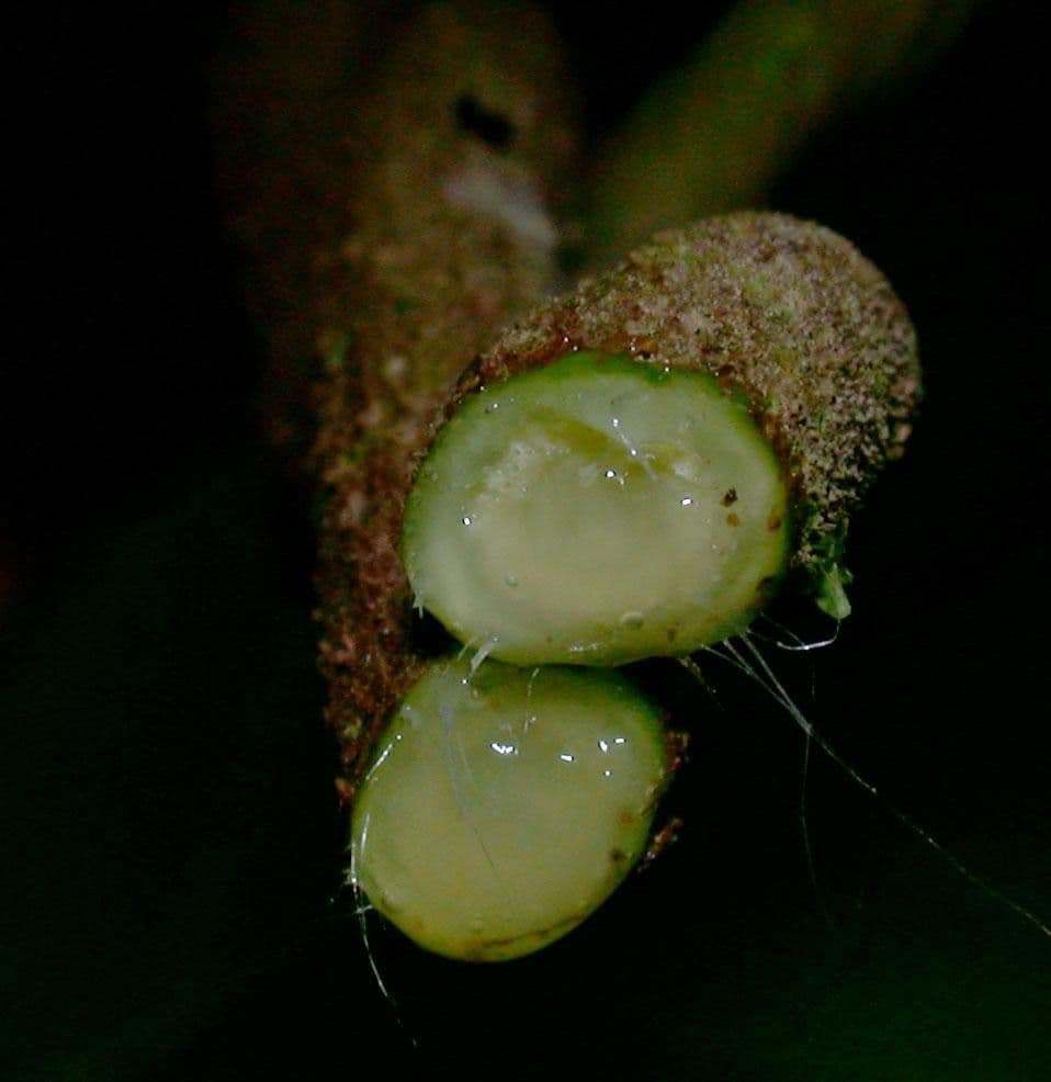 Prestonia portobellensis 2