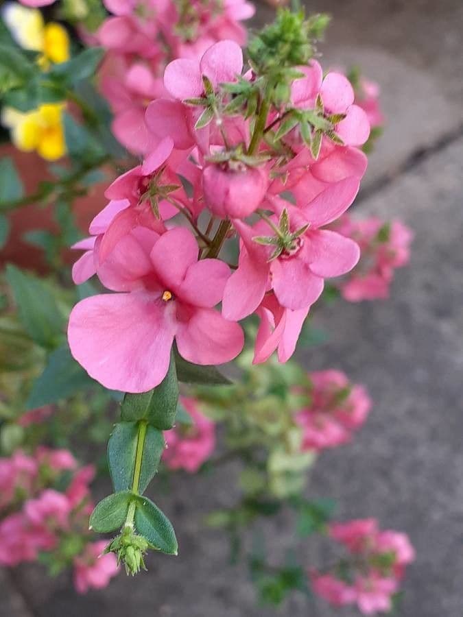 Diascia 8