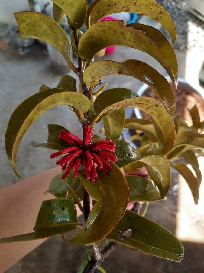 Scurrula parasitica 4