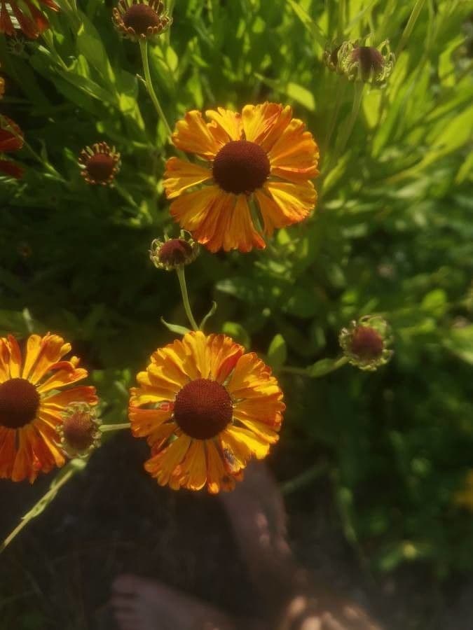 Helenium flexuosum 4