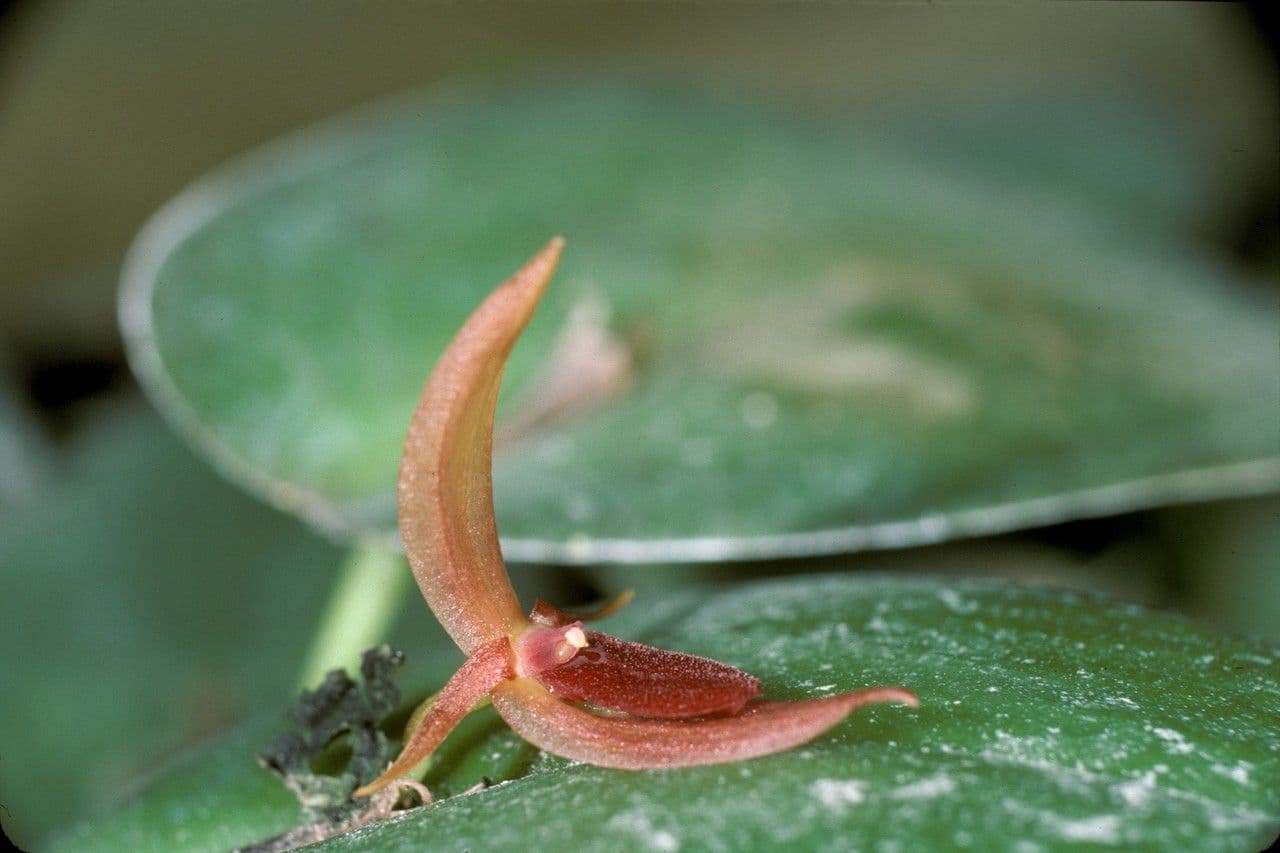 Pleurothallis linguiforme 2