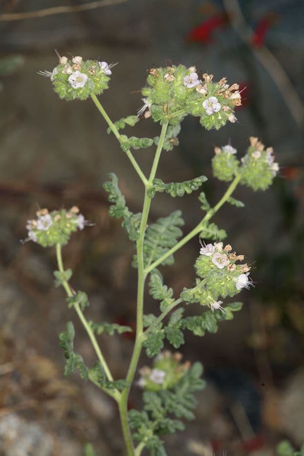 Fagelia ramosa 6
