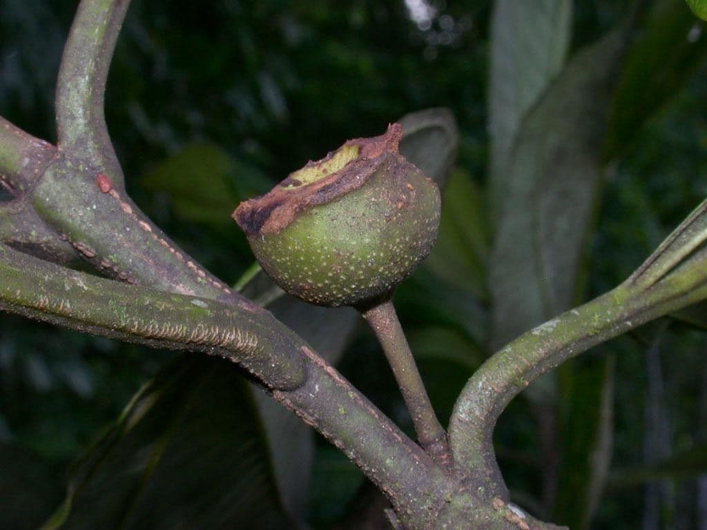 Bellucia grossularioide 3