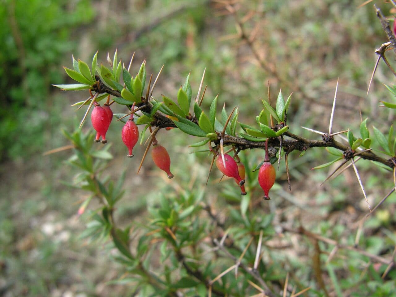 Berberitze 10