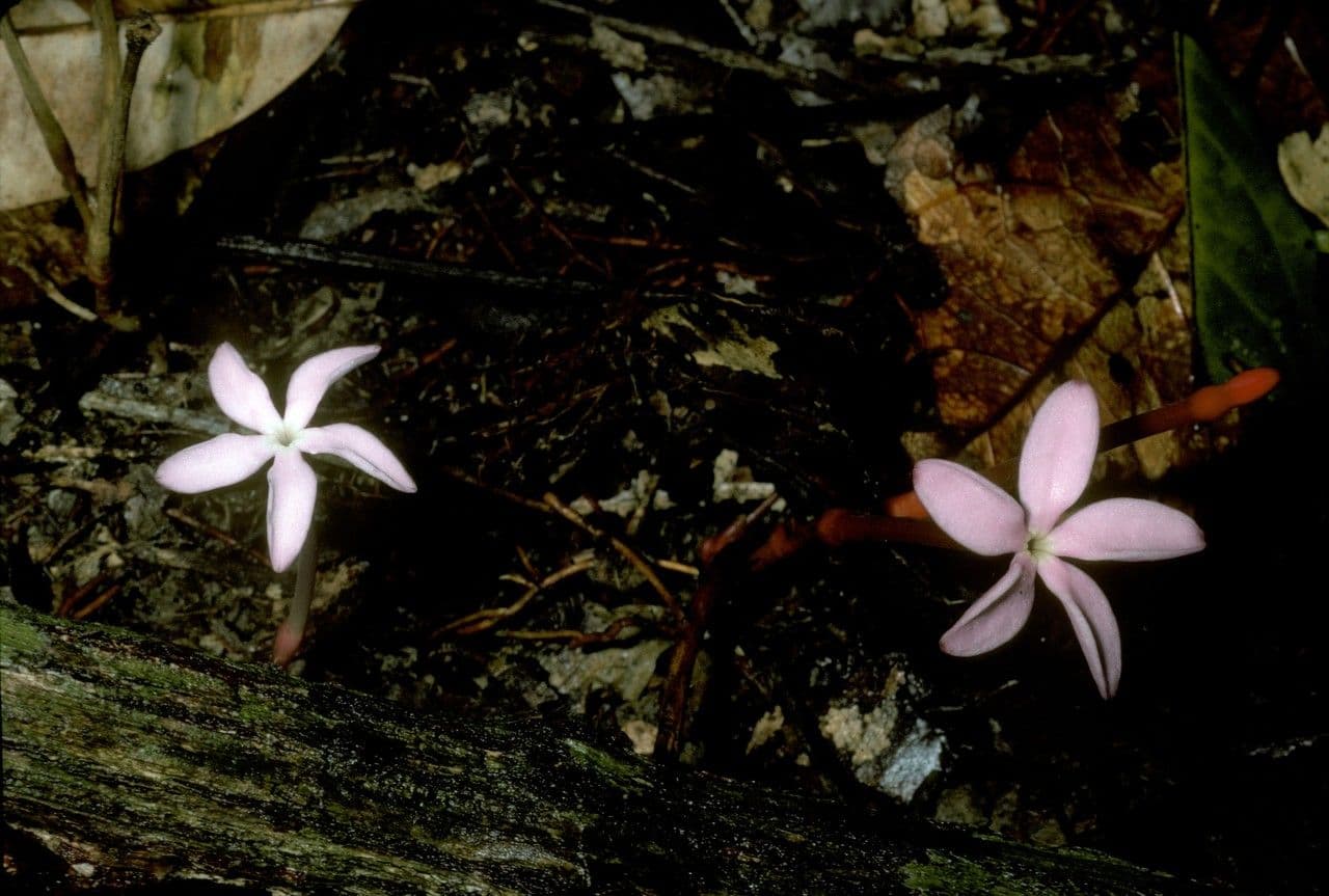 Voyria 9