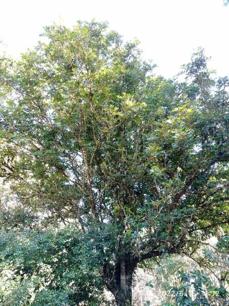Cupania 8