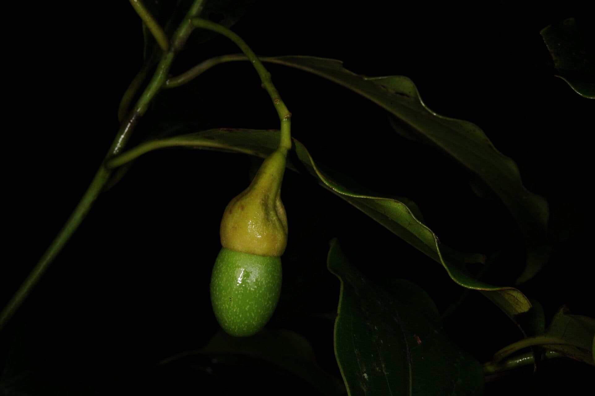Ocotea 5