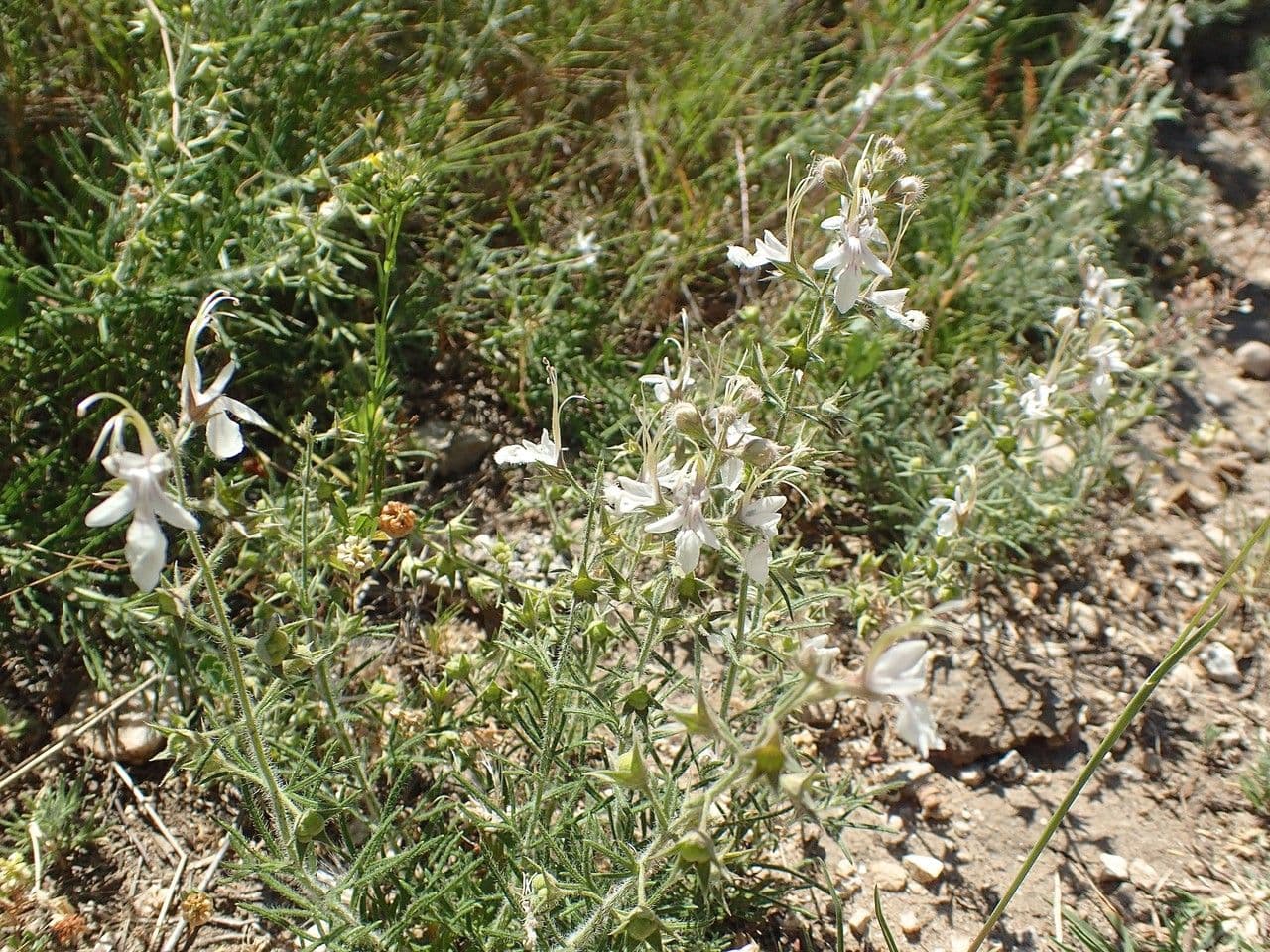 Teucrium pseudochamaepitys 15
