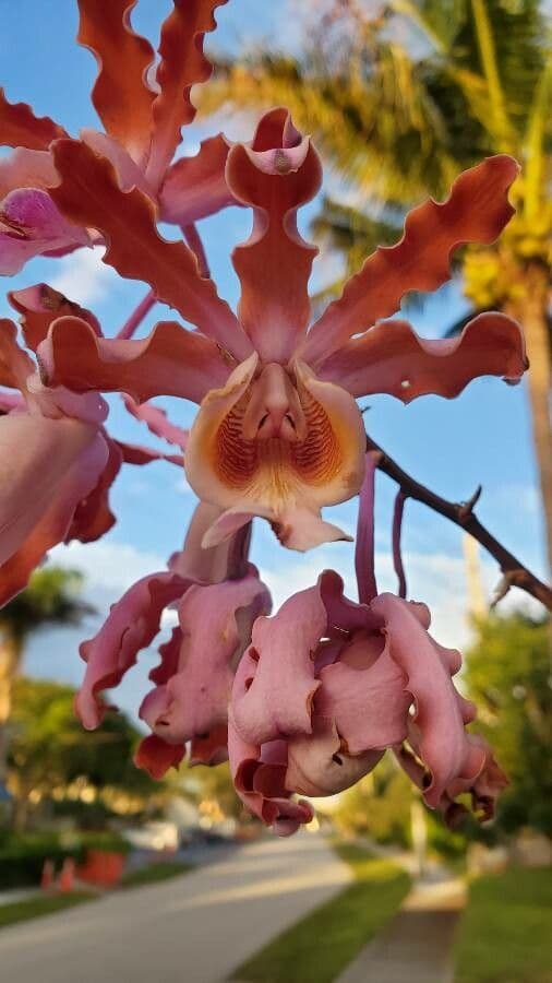 Orchidea formica 5