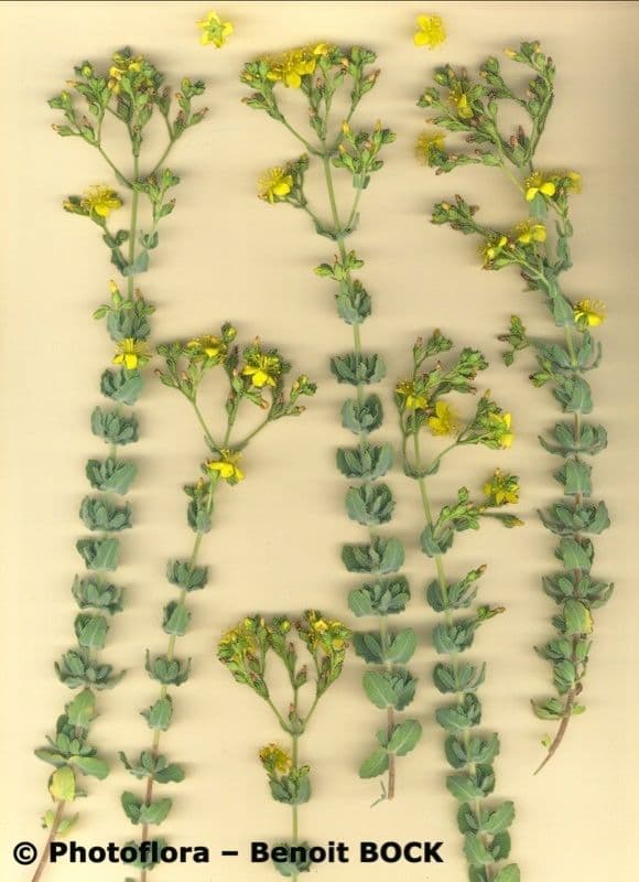 Filziges Johanniskraut 22