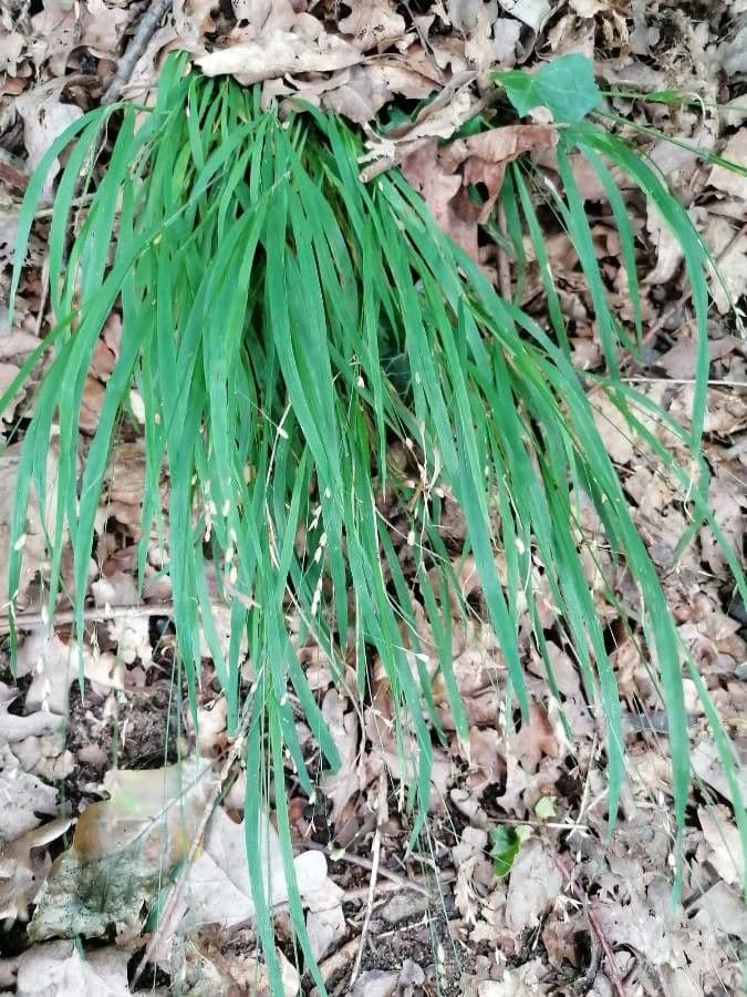 Melica uniflora 18