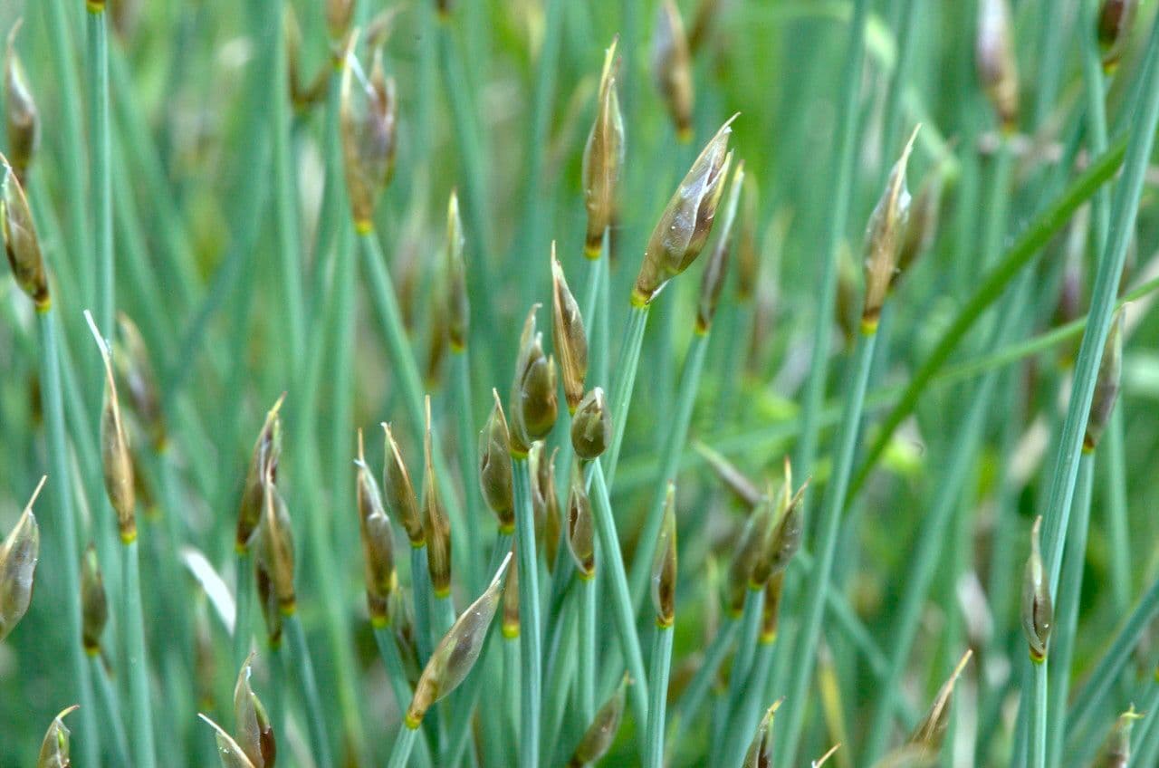 Afillante 2