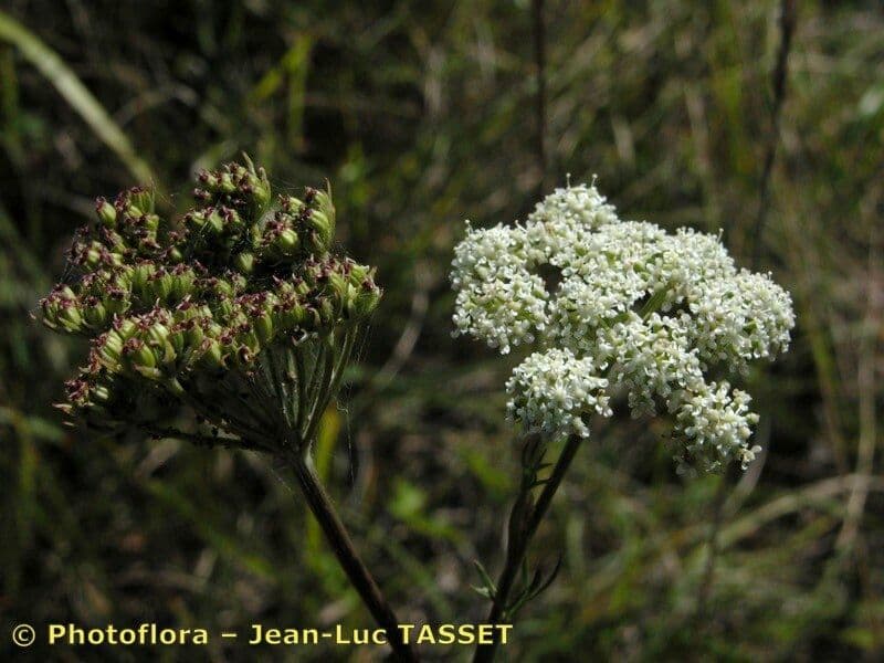 Seseli annuum 23