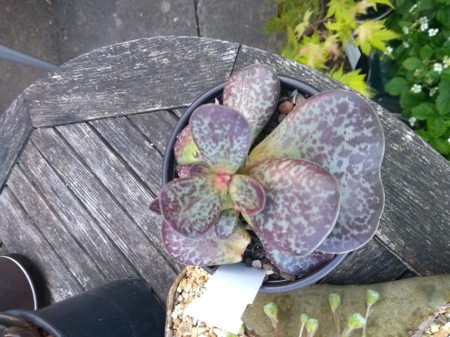 Adromischus 2